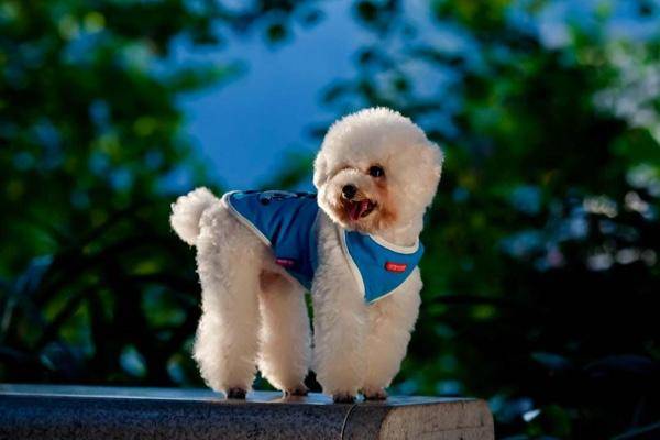 贵宾犬毛打结该怎么办啊？办法不过肯定很多的(图1)