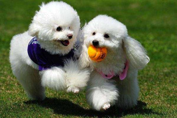 贵宾犬毛打结该怎么办啊？办法不过肯定很多的(图2)