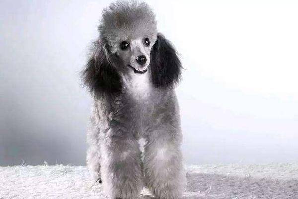 贵宾犬毛打结该怎么办啊？办法不过肯定很多的(图3)