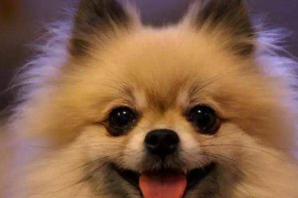 博美皮肤病要剃毛吗?好象的建议是这样的(图2)