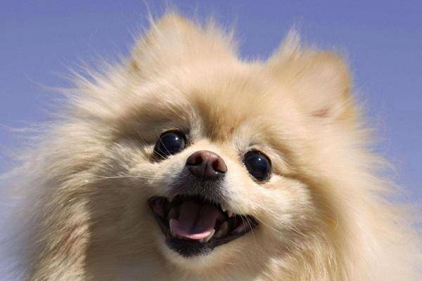 博美皮肤病要剃毛吗?好象的建议是这样的(图3)