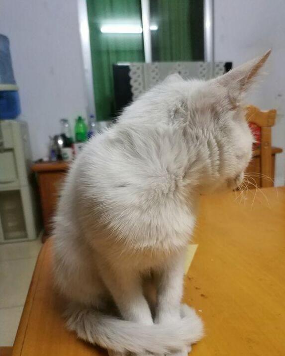 主人下班回家发现到猫咪“圈地自萌” 慢慢走近再一看才发现陡然间这个原因(图1)