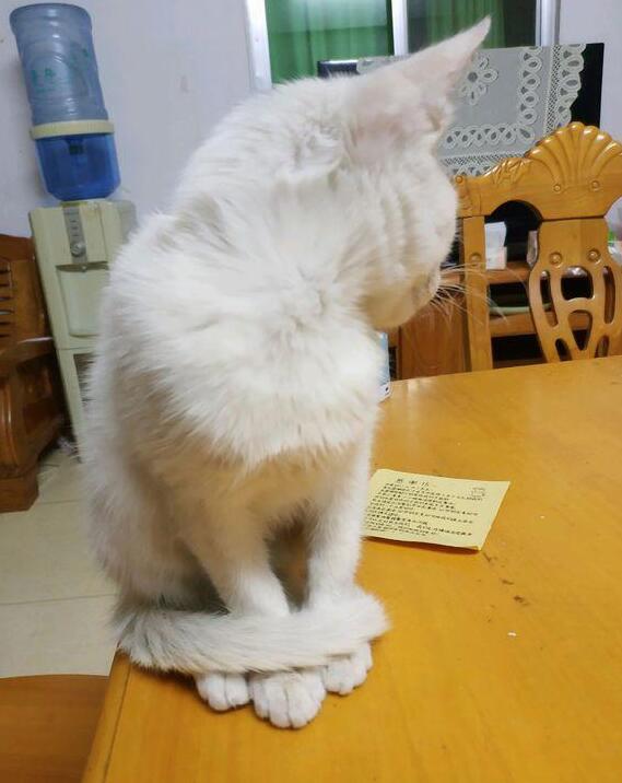 主人下班回家发现到猫咪“圈地自萌” 慢慢走近再一看才发现陡然间这个原因(图2)