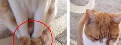 主人下班回家发现到猫咪“圈地自萌” 慢慢走近再一看才发现陡然间这个原因(图3)