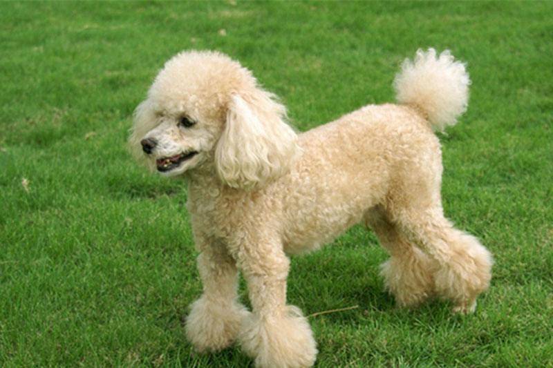 贵宾犬走丢了会回来的吗？这篇文章代你不胜感激(图1)