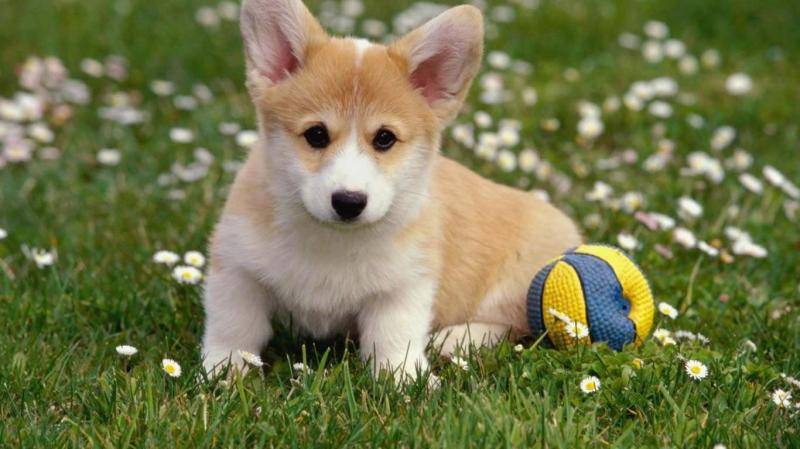 贵宾犬跟柯基犬哪个好？只能说各有各的好(图3)