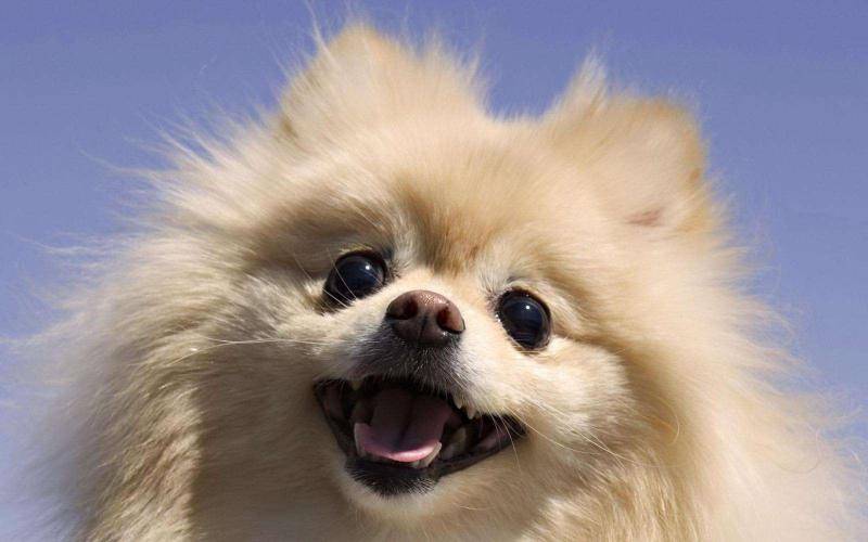 博美犬的养殖方法 这个方面特别要特别留意(图1)