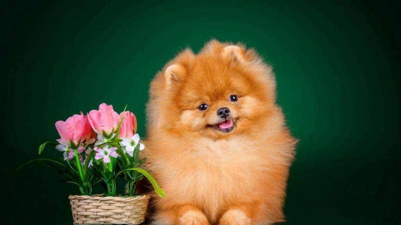 博美犬的养殖方法 这个方面特别要特别留意(图2)