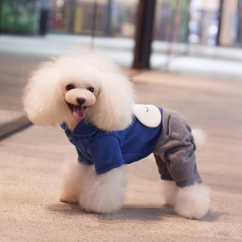 贵宾犬两天喂三次也可以吗？依据什么这些方面来决定(图2)