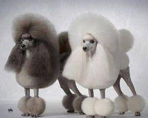 贵宾犬两天喂三次也可以吗？依据什么这些方面来决定(图3)