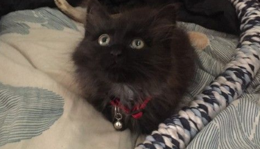 送重伤乌鸦去动物之家竟出乎意料的收获一只小黑猫(图1)
