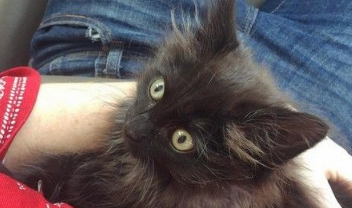 送重伤乌鸦去动物之家竟出乎意料的收获一只小黑猫(图2)