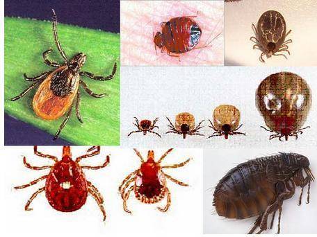 宠物身上有跳蚤咋办？那些个处理方法看看(图3)