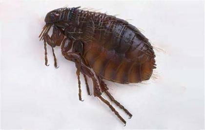 宠物身上有跳蚤咋办？那些个处理方法看看(图2)