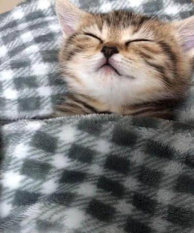 猫咪在床上睡得香甜 表情更加痛苦 挑开被子后主人差点笑喷了!(图2)