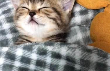 猫咪在床上睡得香甜 表情更加痛苦 挑开被子后主人差点笑喷了!(图1)
