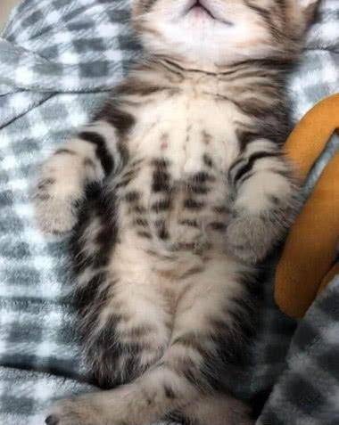 猫咪在床上睡得香甜 表情更加痛苦 挑开被子后主人差点笑喷了!(图3)
