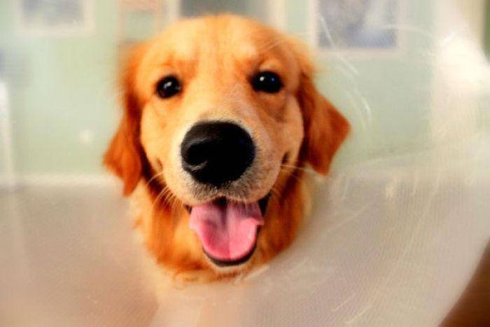 狗狗的训练方法 干货学习总结看过来(图1)