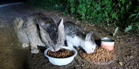孝顺老人的小流浪猫 愿意把食物让给猫妈妈 还跟着猫爸爸找上门来(图1)