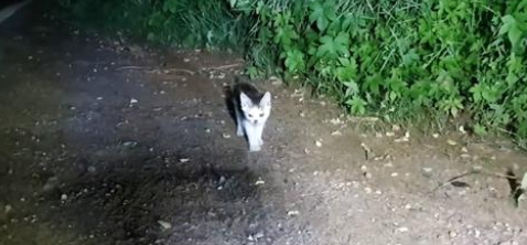 孝顺老人的小流浪猫 愿意把食物让给猫妈妈 还跟着猫爸爸找上门来(图2)