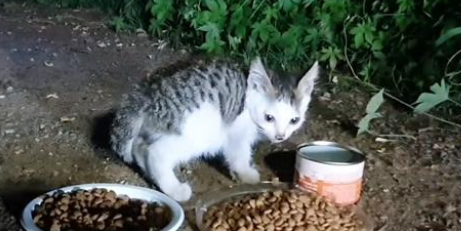 孝顺老人的小流浪猫 愿意把食物让给猫妈妈 还跟着猫爸爸找上门来(图3)