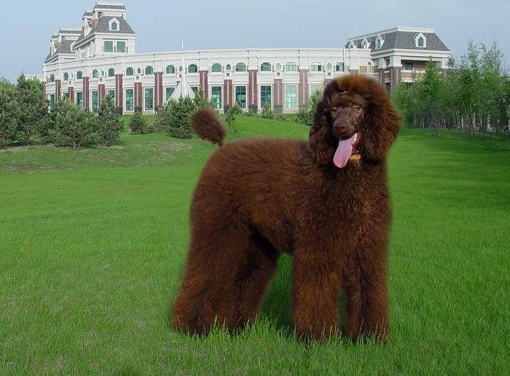 贵宾犬毛剃了可以吗？好是的建议来看看吧(图3)