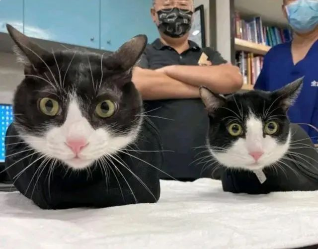 女子带奶牛猫去诊所治疗 空气都沉静了：咋“撞衫”了呢？(图1)