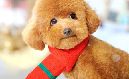 泰迪特别怕冷吗？你看一看被烧的毛就明白(图3)