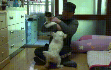 新来小猫被狗狗受排挤 爬到树逃跑 被救后主人用此方法改变了它(图1)
