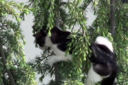 新来小猫被狗狗受排挤 爬到树逃跑 被救后主人用此方法改变了它(图3)