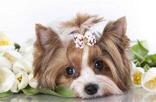 整样给狗狗美容？做好六个方面美哒哒(图1)