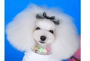 整样给狗狗美容？做好六个方面美哒哒(图3)