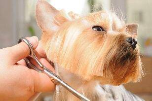 整样给狗狗美容？做好六个方面美哒哒(图2)