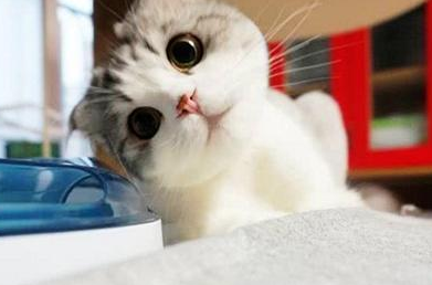 女子去接水 让猫咪看着蛋糕 回来了这一看 瞬间被萌坏掉(图1)