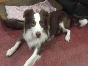 边牧训练教程 这些方法容易上手(图1)