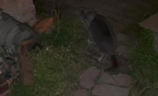 英短蓝猫个人呆在空荡荡的屋子里 我想照看你的家(图1)