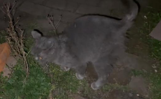 英短蓝猫个人呆在空荡荡的屋子里 我想照看你的家(图2)