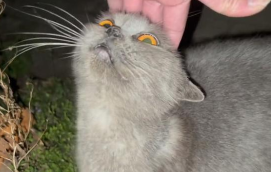 英短蓝猫个人呆在空荡荡的屋子里 我想照看你的家(图3)