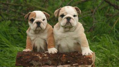 英国斗牛犬怎末养 一些养护经验小结(图1)