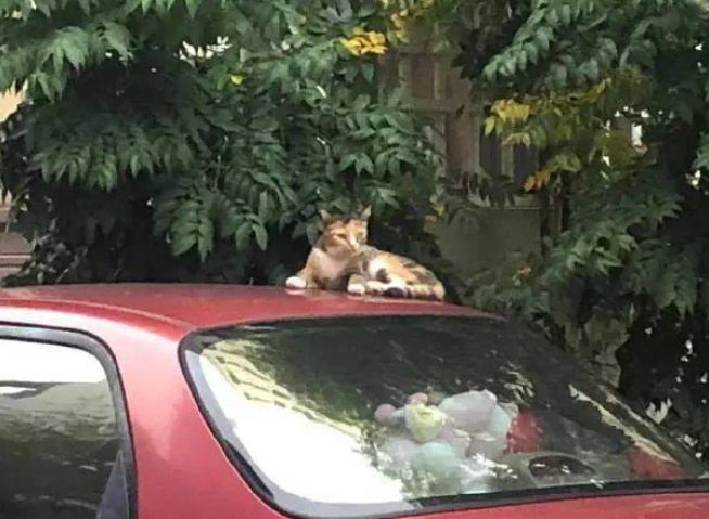 路边上偶一只流浪猫 不由得被它的花色所也让太霸气了吧(图1)