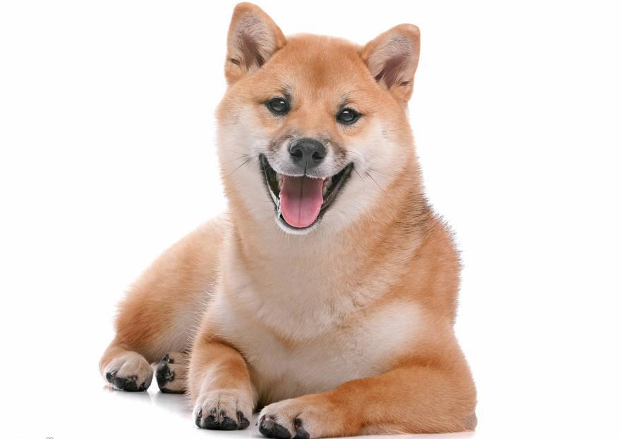 柴犬很聪明吗 你那种感觉它的表现呢(图1)