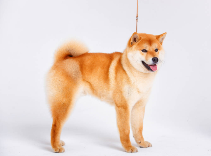 柴犬很聪明吗 你那种感觉它的表现呢(图2)