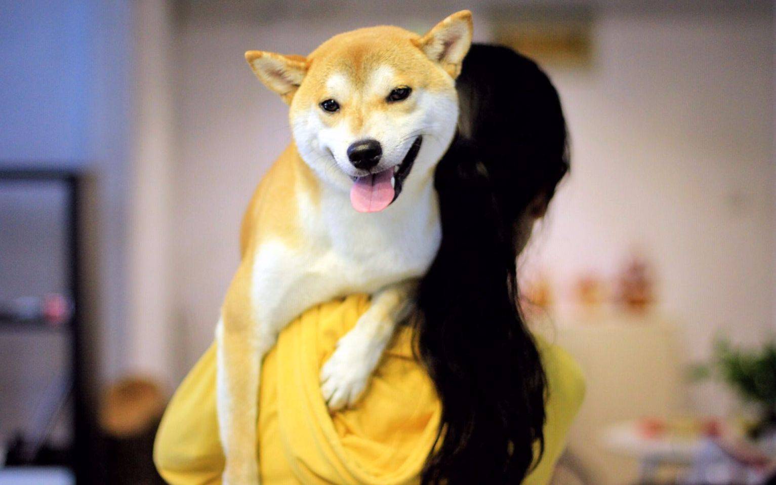 柴犬很聪明吗 你那种感觉它的表现呢(图3)