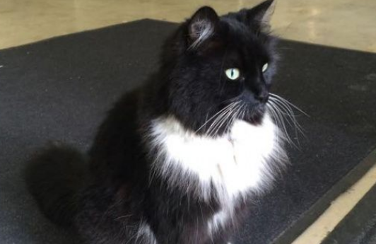车站全黑猫超专业捕鼠官辛勤工作五年升官加爵啦(图2)