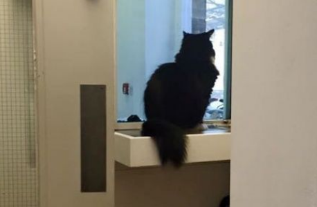 车站全黑猫超专业捕鼠官辛勤工作五年升官加爵啦(图3)