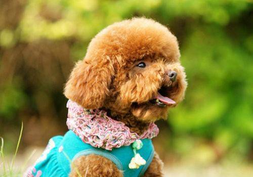 泰迪能喝酸奶吗？有哪些好处和坏处呢(图2)