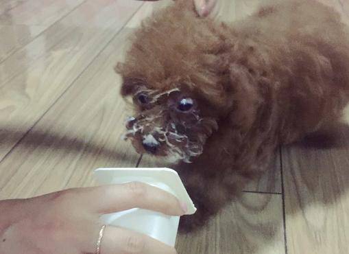 泰迪能喝酸奶吗？有哪些好处和坏处呢(图3)