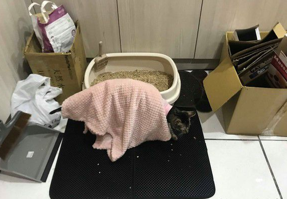 虎斑猫偷穿抢眼粉红色洋装马麻傻了眼：这是要去哪(图1)