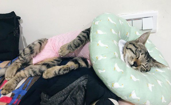虎斑猫偷穿抢眼粉红色洋装马麻傻了眼：这是要去哪(图2)