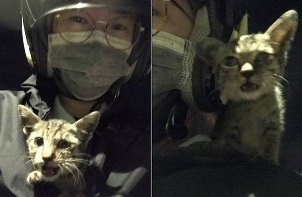 虎斑猫偷穿抢眼粉红色洋装马麻傻了眼：这是要去哪(图3)